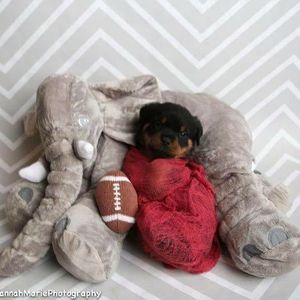 Meet your Posher, Misty